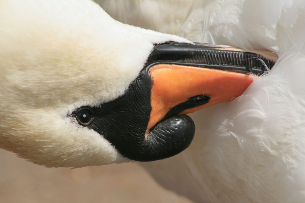 SWAN-HAVING-A-WASH_Larry-Coleman