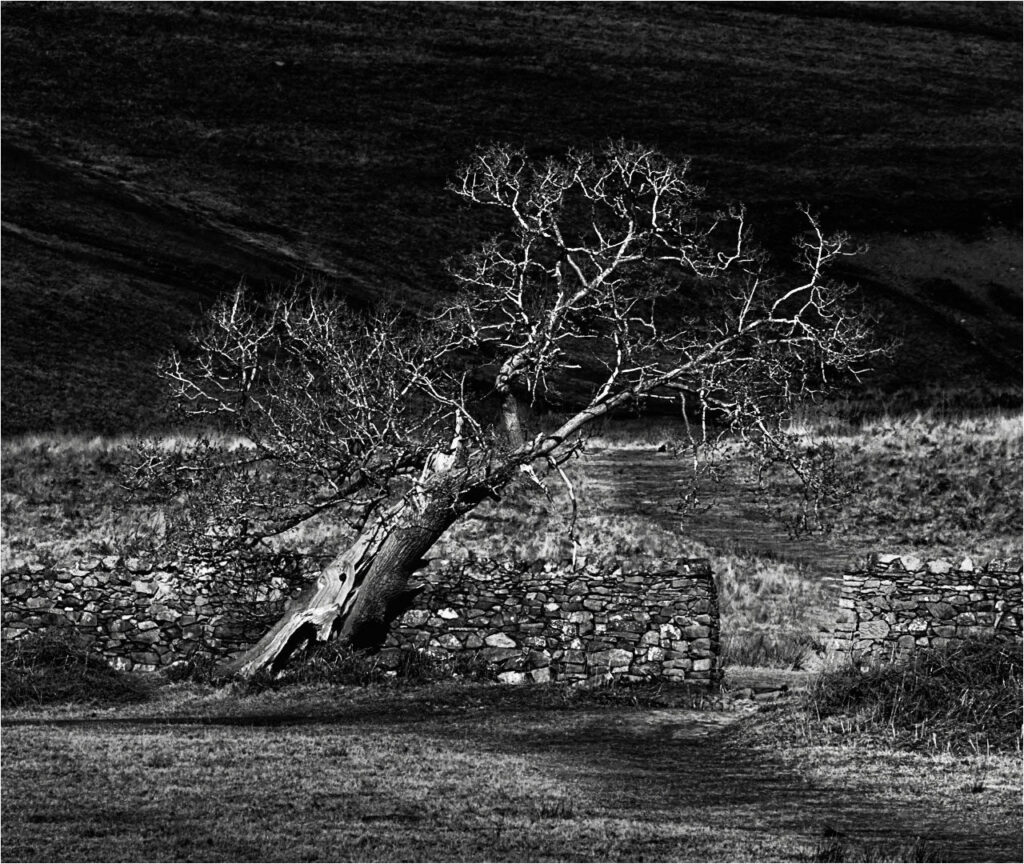 LONE-TREE-GAP_Keith-Vincent
