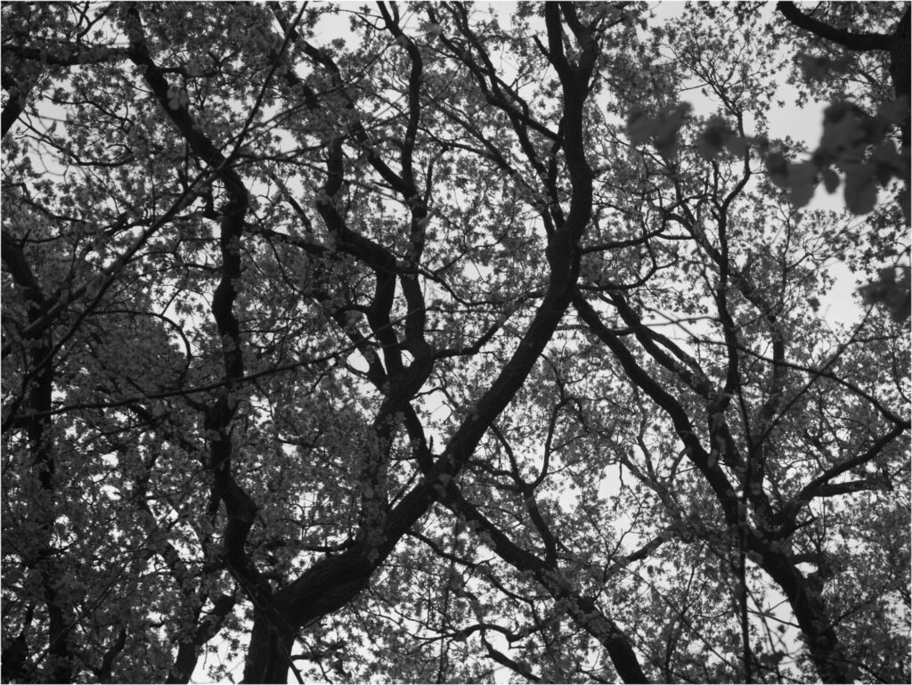 LOOKING-UP_Larry-Coleman