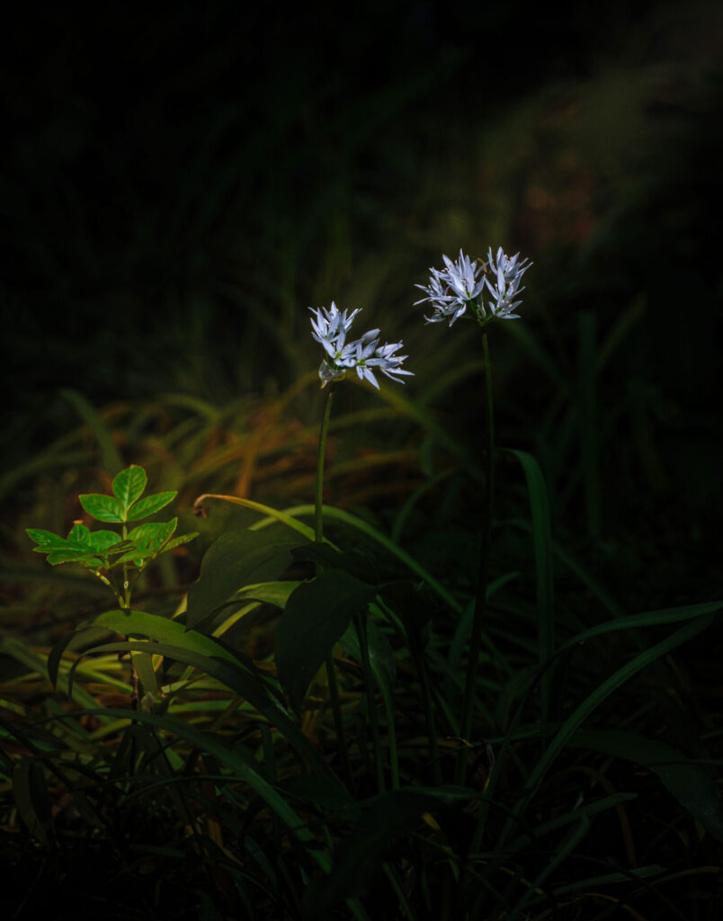 WILD-GARLIC_Duncan-Gray