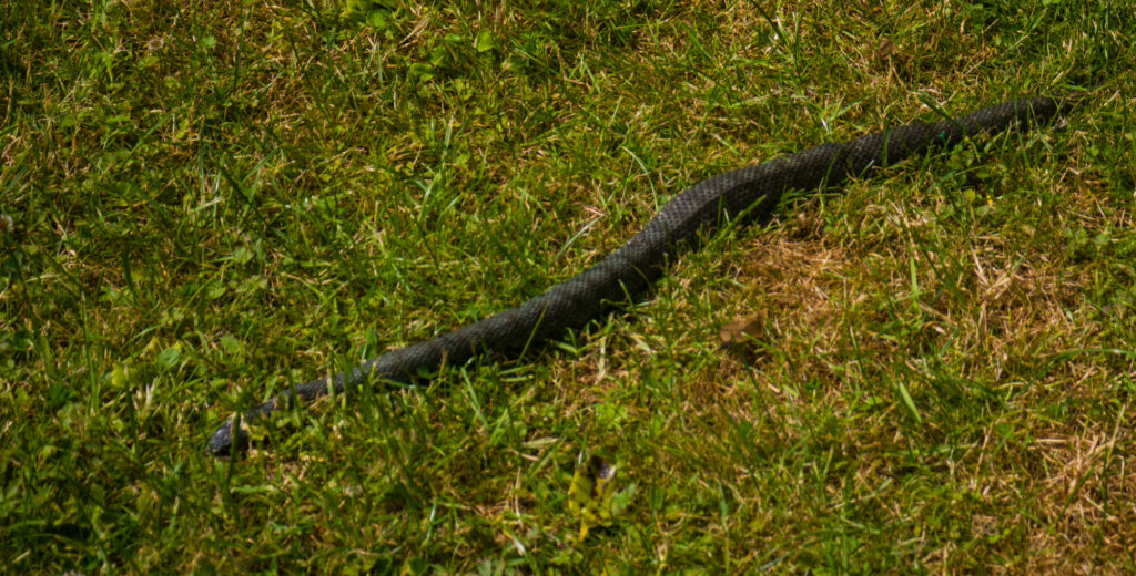 DEAD SNAKE_Larry Coleman