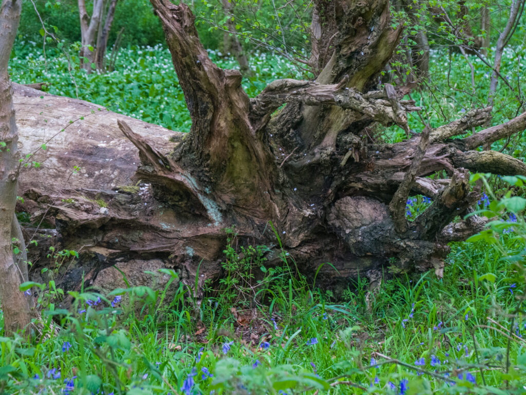 DEAD TREE TRUNK_Larry Coleman