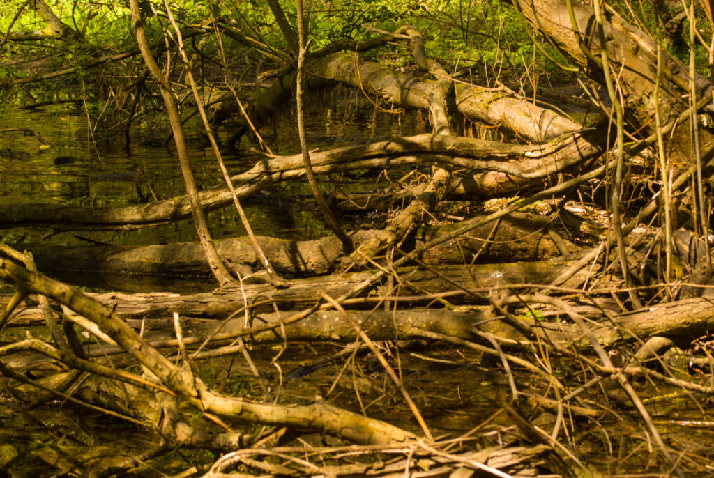DEAD WOOD_Larry Coleman