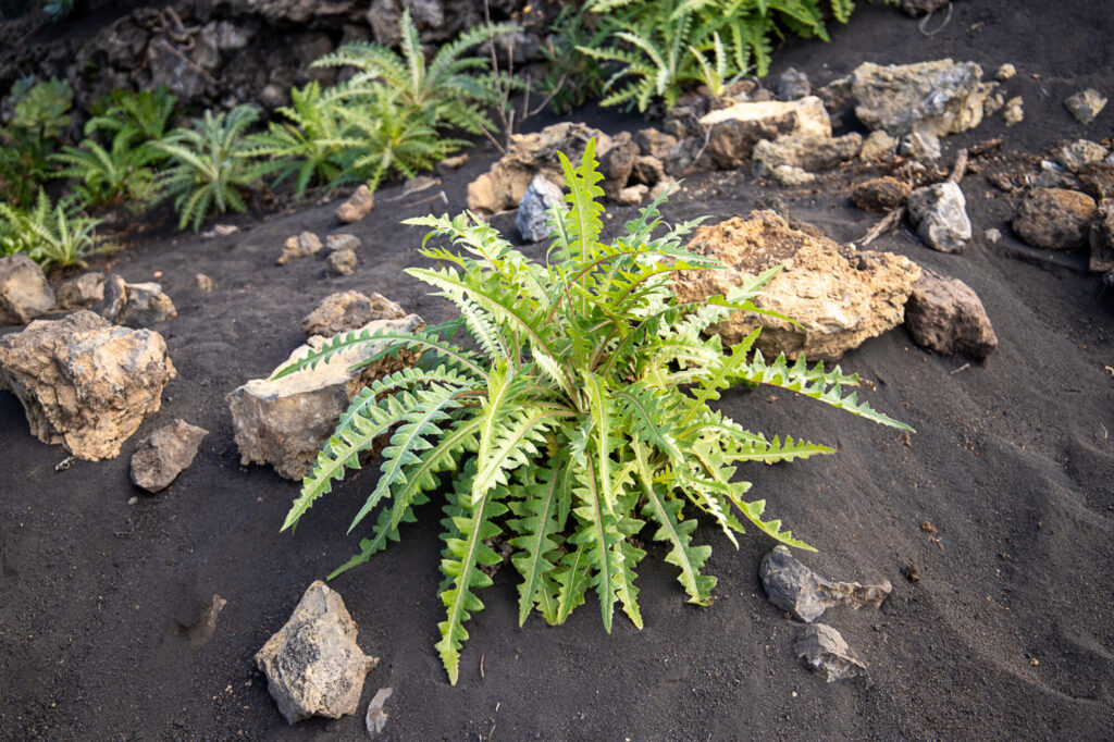NOT-DEAD-NOW-NEW-LIFE-BURSTING-THOUGH-VOLCANIC-ASH_Wendy-Kerr