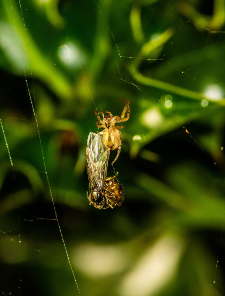 SHRINK-WRAPPED-QUEEN-ANT_Lee-Mullins