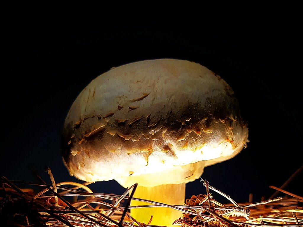 MUSHROOM_Richard Holmes