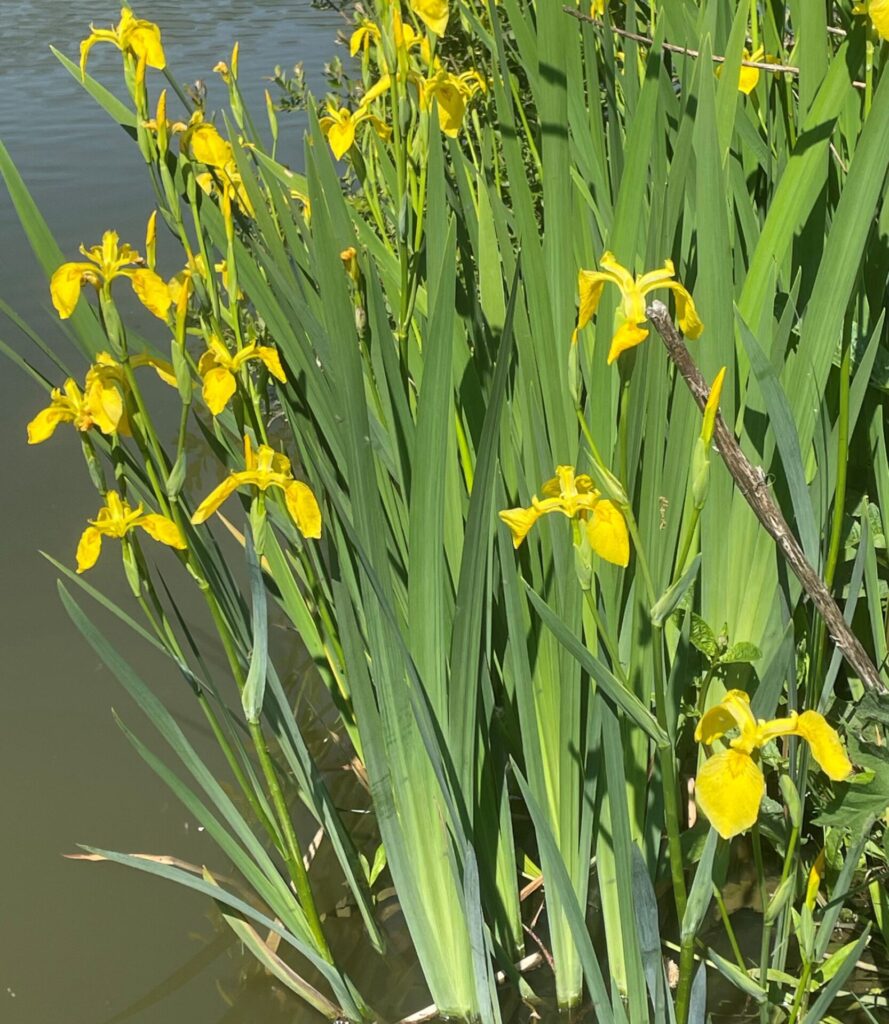 YELLOW FLAG IRIS_Larry Coleman
