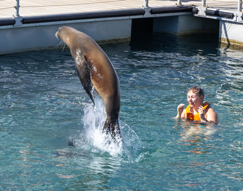SEA LION JUMPS_David Patton