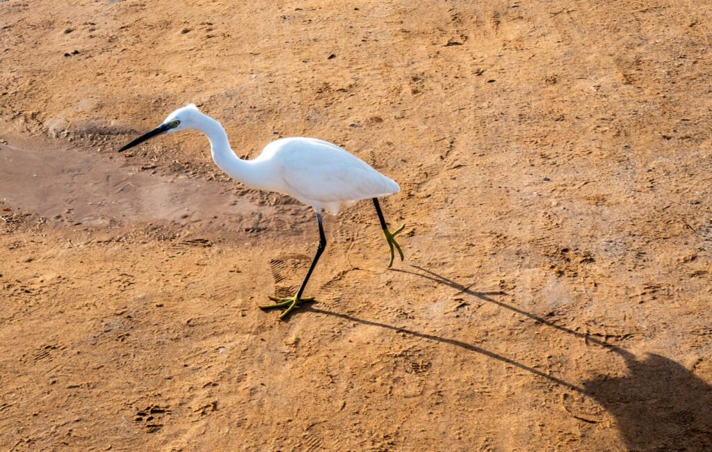 YOUNG EGRET AND SHADOW_Wendy Kerr