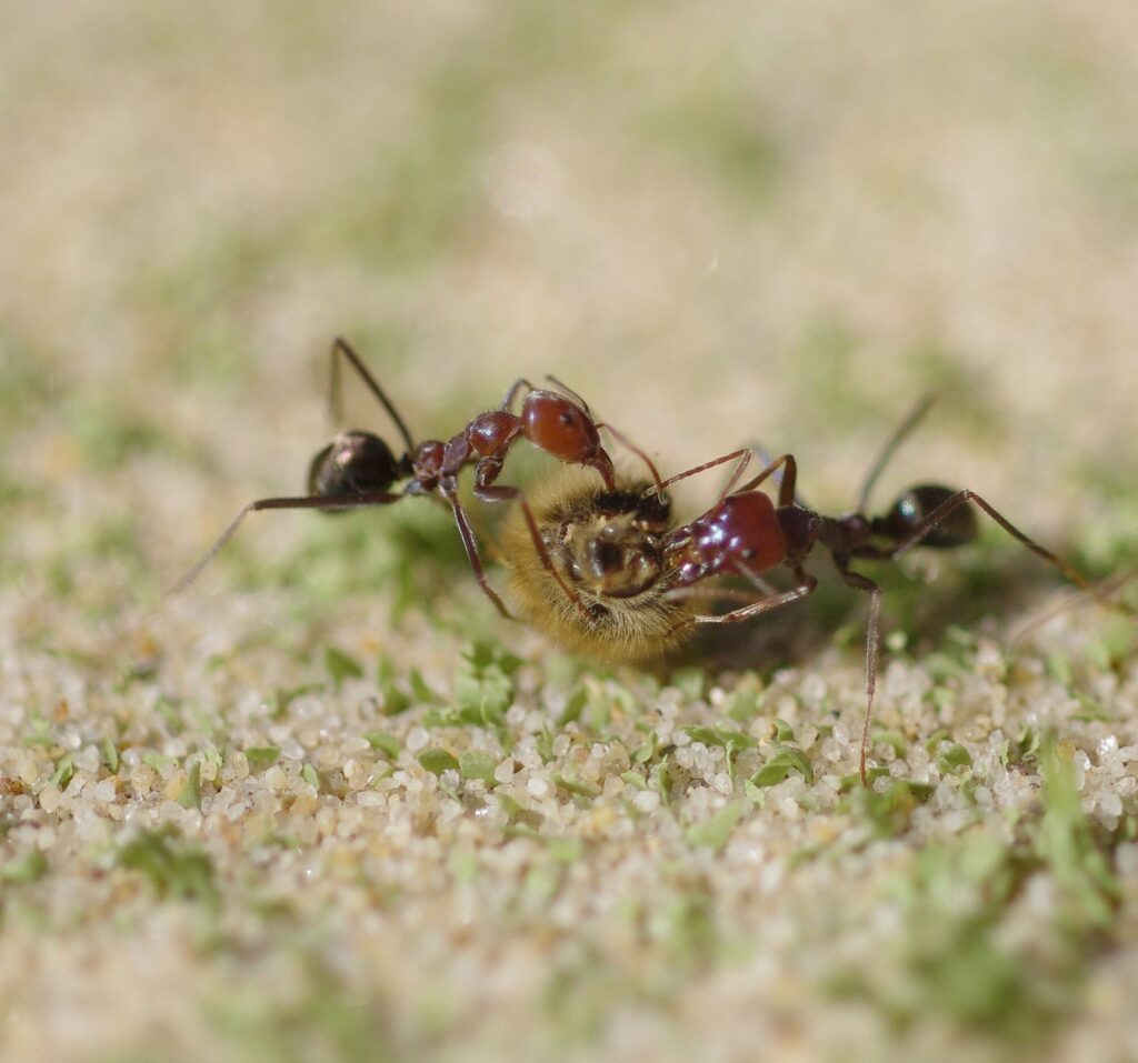 ANT TAKEAWAY_Lee Mullins