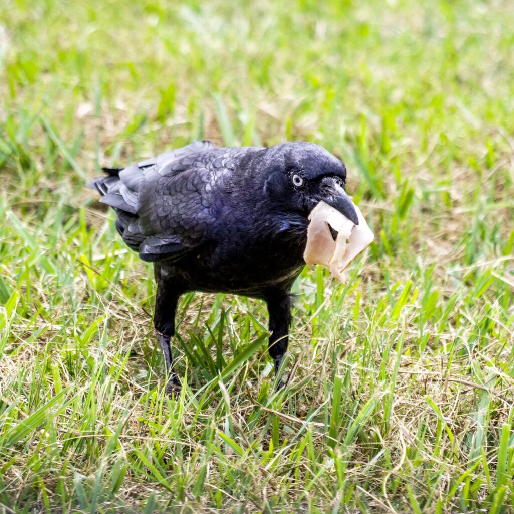 ANY BREAD FOR MY SANDWICH_Lee Mullins