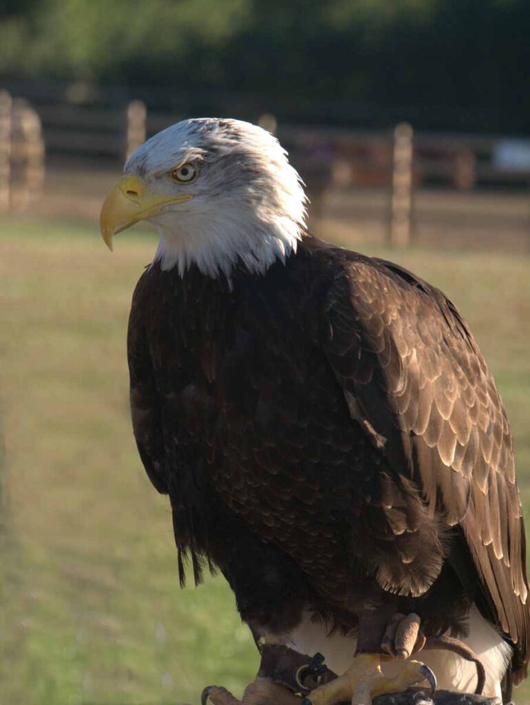 BALD EAGLE_Larry Coleman