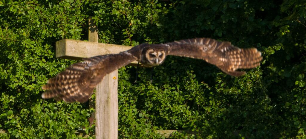 BARN OWL_Larry Coleman