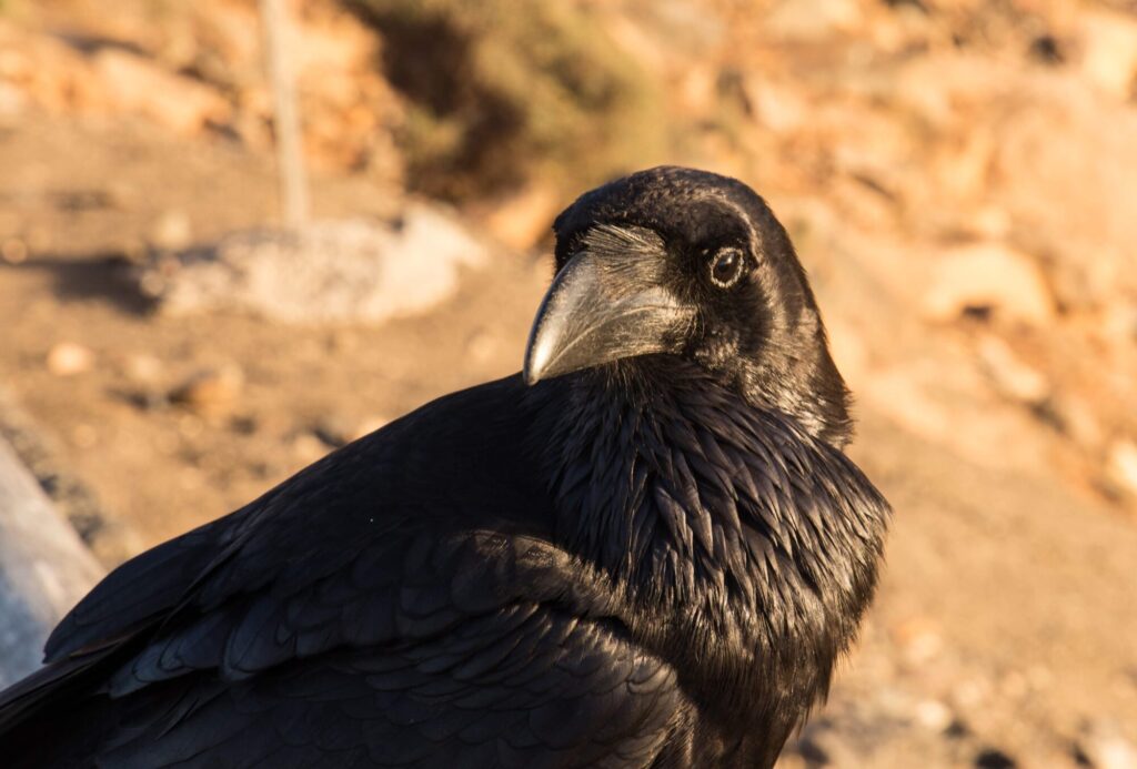 CROW AT BUEN PASO_Wendy Kerr