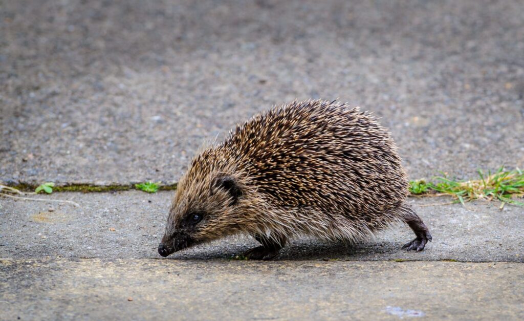 GARDEN VISITOR_Duncan Gray
