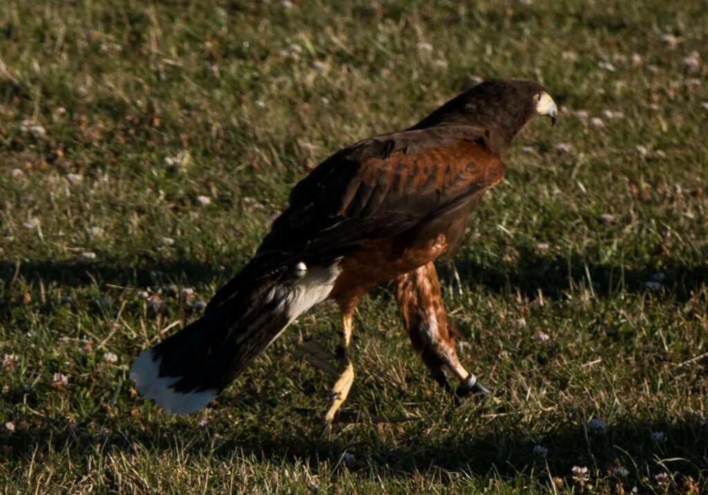 HARRIS,S HAWK_Larry Coleman