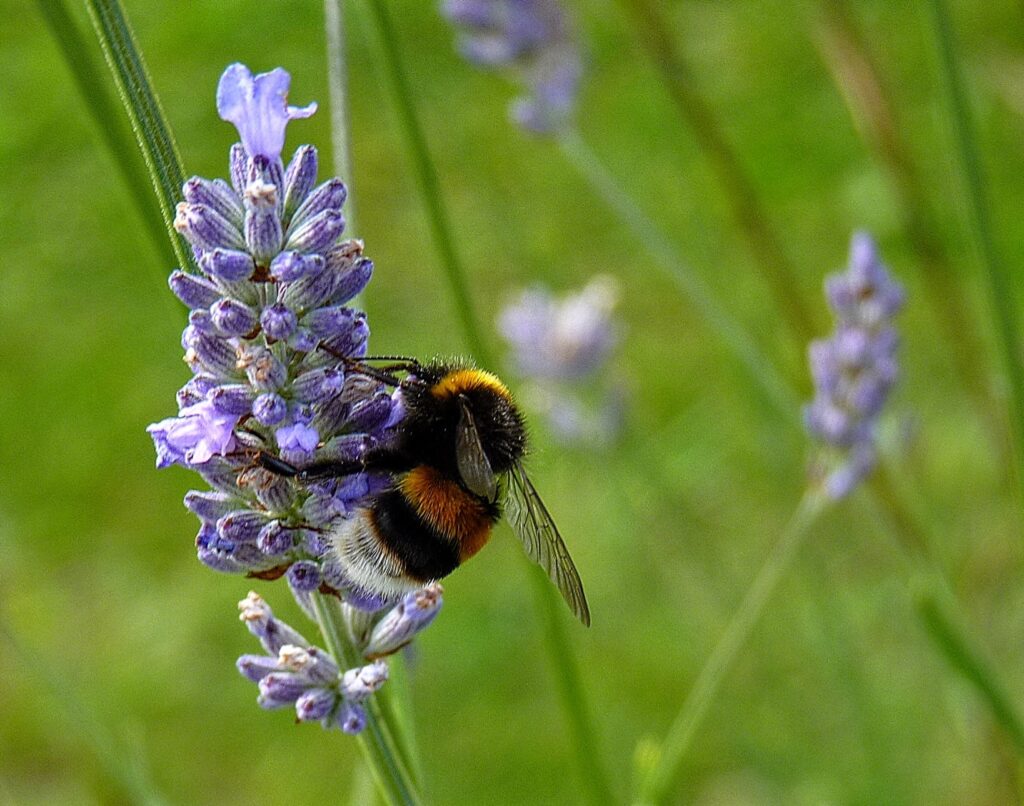 LAVENDAR SCAVEGER_ Helen Hillman