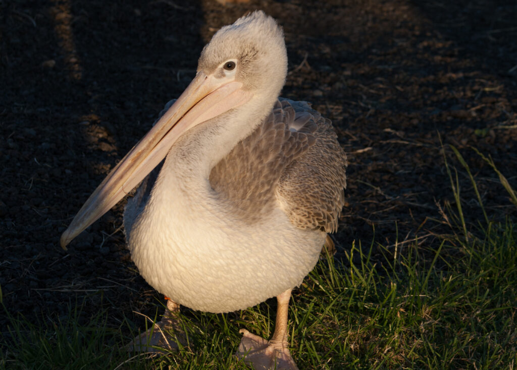 PELICAN_Larry Coleman