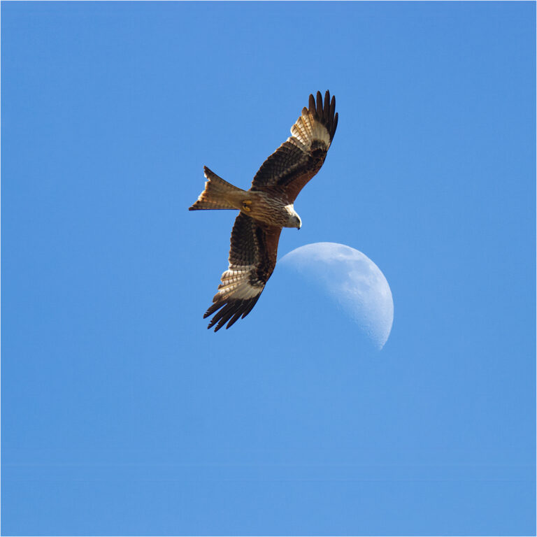 RED KITE_Keith Vincent