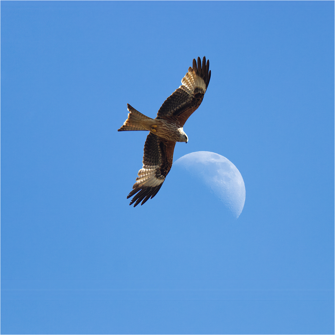 RED KITE_Keith Vincent