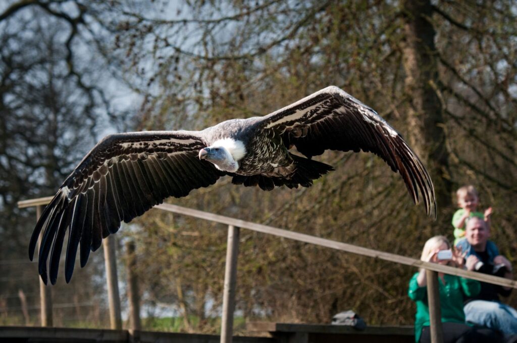 VULTURE ON THE WING_Duncan Gray