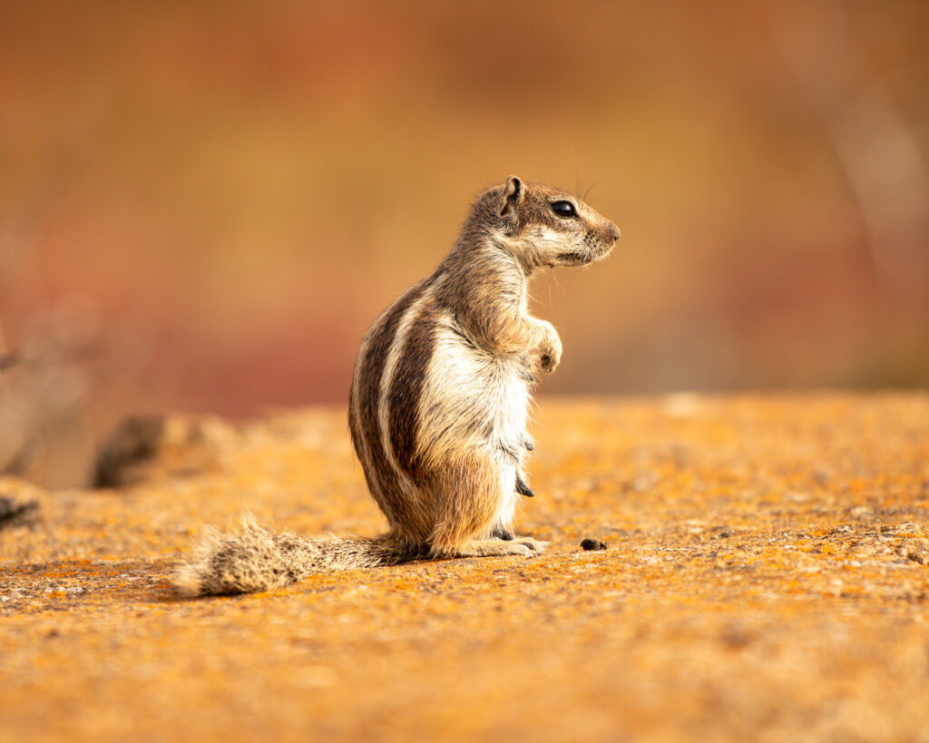 WHERES MY DINNER_Wendy Kerr