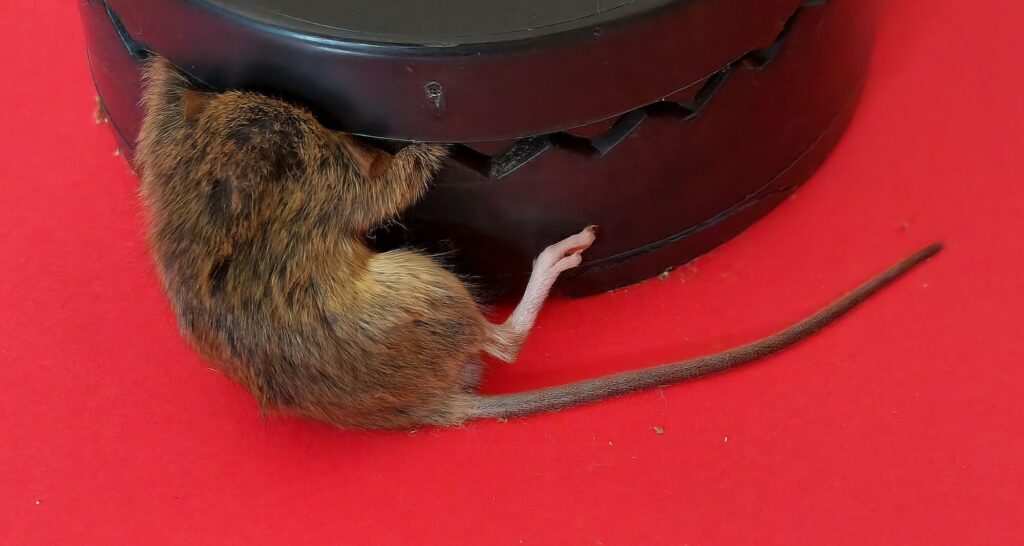 A TAIL OF A DANGEROUS MEAL_Alan Hillman