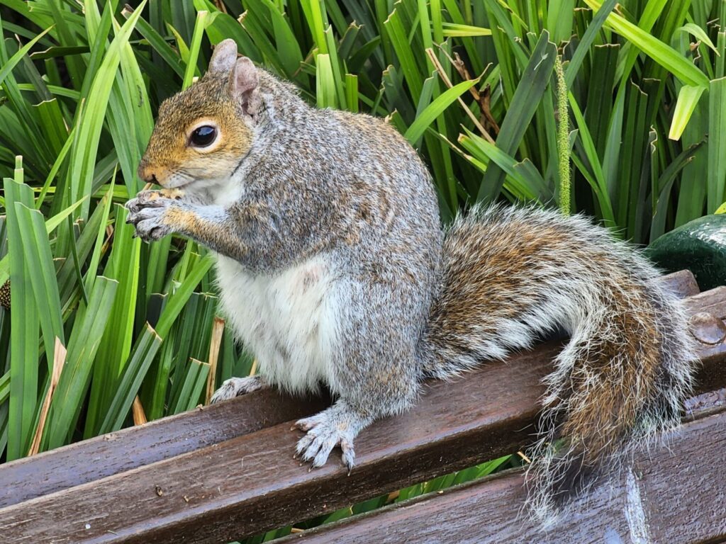 SQUIRRELED AWAY_Alan Hillman
