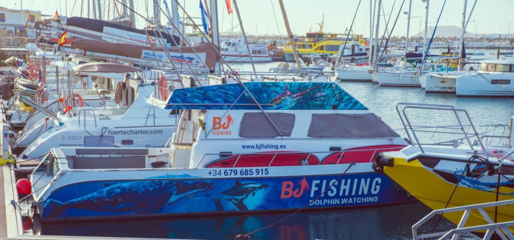 DOLPHIN WATCHING_Keith Dawson