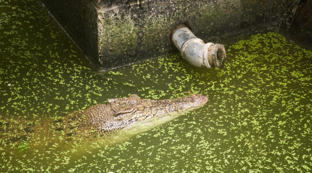 FLOATING CROCODILE_ Larry Coleman