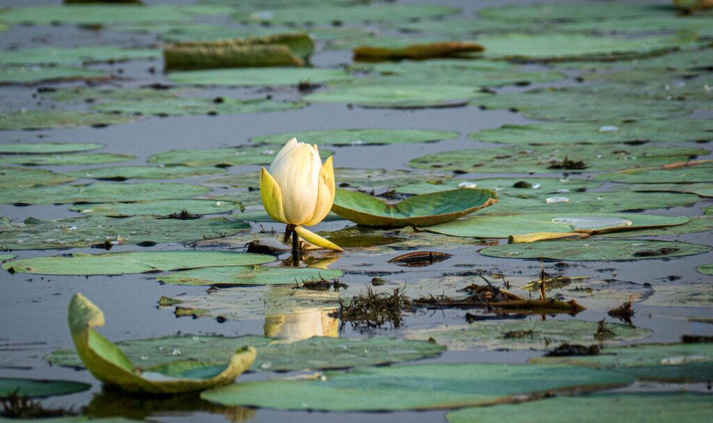 FLOATING LILY_Duncan Gray