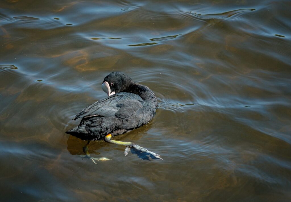 PREENING COOT_Duncan Gray