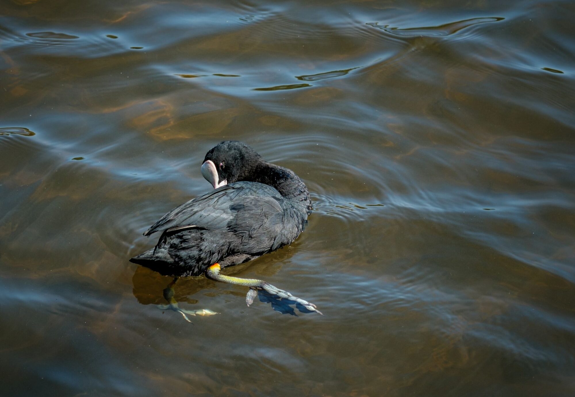 PREENING COOT_Duncan Gray