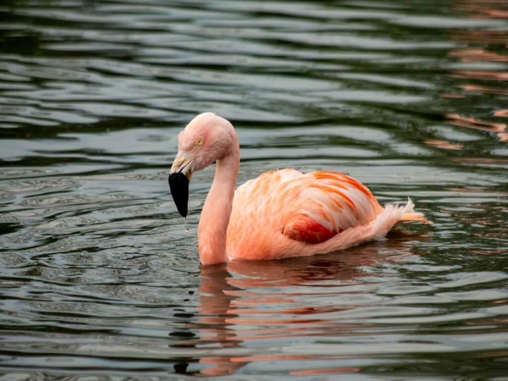PRETTY IN PINK_Lee Mullins - Commended
