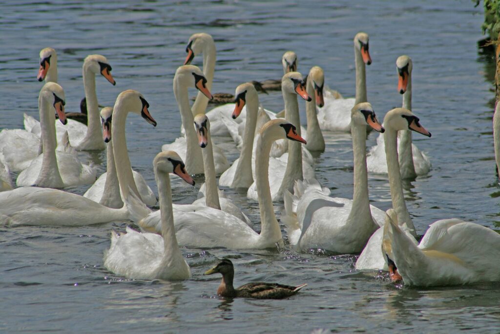 SWANS WAITING TO BE FED_ Larry Coleman